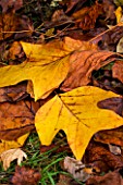 WAKEHURST PLACE  SUSSEX - CLOSE UP OF THE AUTUMN LEAVES OF LIRIODENDRON TULIPIFERA (THE TULIP TREE) LYING ON THE GROUND