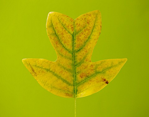 AUTUMNAL_LEAF_OF_LIRIODENDRON_CHINENSE