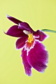 CLOSE UP OF THE FLOWER OF THE PANSY ORCHID - MILTONIOPSIS (SOUTH AMERICA)