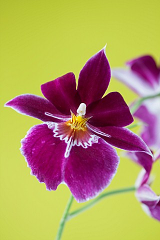 CLOSE_UP_OF_THE_FLOWER_OF_THE_PANSY_ORCHID__MILTONIOPSIS_SOUTH_AMERICA
