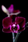 CLOSE UP OF THE FLOWERS OF A DORITAENOPSIS ORCHID - HYBRID ORCHID COMBINING PHALAENOPSIS AND DORITIS.
