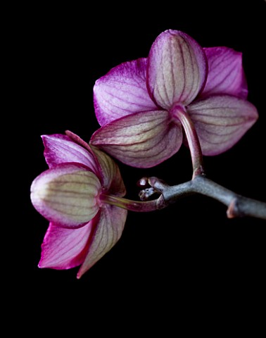 CLOSE_UP_OF_THE_BACKS_OF_THE_FLOWERS_OF_A_DORITAENOPSIS_ORCHID__HYBRID_ORCHID_COMBINING_PHALAENOPSIS