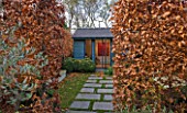 GARDEN OF GARDEN DESIGNER TIM REES  LONDON: BLUE OFFICE/BUILDING AT END OF GARDEN WITH BEECH HEDGING  LAWN AND STEPS   IN AUTUMN