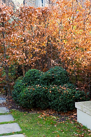 GARDEN_OF_GARDEN_DESIGNER_TIM_REES__LONDON_THE_GARDEN_IN_AUTUMN_WITH_CLOUD_PRUNED_BOX_HEDGING_AND_BE