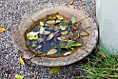 GARDEN OF GARDEN DESIGNER TIM REES  LONDON: THE GARDEN IN AUTUMN WITH A SHALLOW DISH CONTAINER WITH RAINWATER ON THE GRAVEL