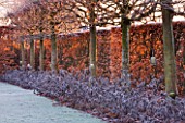 WOLLERTON OLD HALL  SHROPSHIRE: WINTER GARDEN IN FROST -  VIEW ALONG THE LIME ALLEE AT DAWN WITH CLIPPED BEECH HEDGE  TILIA PLATYPHYLLOS RUBRA  AND SAGE