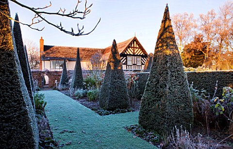 WOLLERTON_OLD_HALL__SHROPSHIRE_WINTER_GARDEN_IN_FROST___THE_YEW_WALK_PATH_TO_THE_HOUSE_AT_DAWN_WITH_