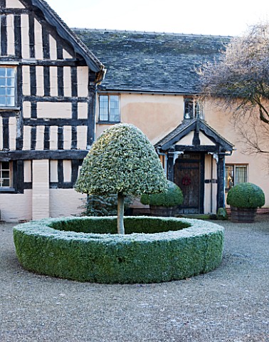 WOLLERTON_OLD_HALL__SHROPSHIRE_WINTER_GARDEN_IN_FROST___CLIPPED_TOPIARY_HOLLY_LOLLIPOP_INSIDE_A_CIRC
