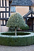 WOLLERTON OLD HALL  SHROPSHIRE: WINTER GARDEN IN FROST -  CLIPPED TOPIARY HOLLY LOLLIPOP INSIDE A CIRCLE OF CLIPPED BOX  BY THE FRONT DOOR OF THE HOUSE
