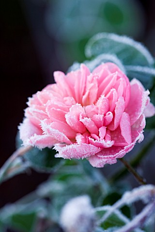 WOLLERTON_OLD_HALL__SHROPSHIRE_WINTER_GARDEN_IN_FROST__CLOSE_UP_OF_THE_FROSTED_PINK_FLOWER_OF_THE_RO