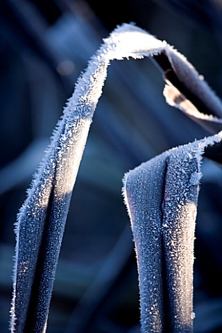 WOLLERTON_OLD_HALL__SHROPSHIRE_WINTER_GARDEN_IN_FROST__CLOSE_UP_OF_A_FROSTED_BACKLIT_LEAVES_OF_PHORM
