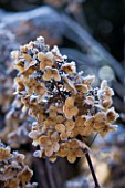 WOLLERTON OLD HALL  SHROPSHIRE: WINTER GARDEN IN FROST - CLOSE UP OF THE FROSTED FLOWERS OF HYDRANGEA PANICULATA BRUSSELS LACE