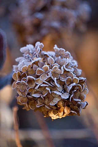 WOLLERTON_OLD_HALL__SHROPSHIRE_WINTER_GARDEN_IN_FROST__CLOSE_UP_OF_THE_FROSTED_FLOWERS_OF_HYDRANGEA_