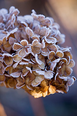 WOLLERTON_OLD_HALL__SHROPSHIRE_WINTER_GARDEN_IN_FROST__CLOSE_UP_OF_THE_FROSTED_FLOWERS_OF_HYDRANGEA_