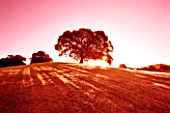 OAK TREE ON TOP OF HILL WITH  PINK SKY