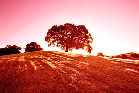 OAK_TREE_ON_TOP_OF_HILL_WITH__PINK_SKY