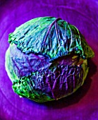 ORGANIC CABBAGE JANUARY KING ON PURPLE BACKGROUND. VEGETABLE  HEALTHY EATING  HEALTHY LIVING