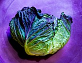 ORGANIC CABBAGE JANUARY KING ON PURPLE BACKGROUND. VEGETABLE  HEALTHY EATING  HEALTHY LIVING