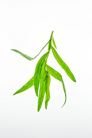 TARRAGON__ARTEMISIA_DRACUNCULUS_CULINARY__AROMATIC__FRAGRANT__WHITE_BACKGROUND__CUT_OUT__CLOSE_UP__G