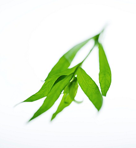 TARRAGON__ARTEMISIA_DRACUNCULUS_CULINARY__AROMATIC__FRAGRANT__WHITE_BACKGROUND__CUT_OUT__CLOSE_UP__G