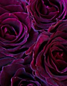 DARK PURPLE BLACK FLOWERS OF ROSA BLACK BACCARA. NO SCENT  PATTERN
