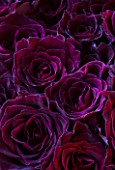 DARK PURPLE BLACK FLOWERS OF ROSA BLACK BACCARA. NO SCENT  PATTERN
