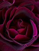 DARK PURPLE BLACK FLOWER OF ROSA BLACK BACCARA. NO SCENT  PATTERN