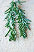 ROSMARINUS OFFICINALIS - ROSEMARY: EDIBLE  CULINARY  FRAGRANT  FRAGRANCE  ORGANIC  HARVESTED  GREEN  FOLIAGE  AROMATIC  HERBS  HERB  CLOSE UP  STILL LIFE