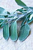 SALVIA - SAGE: EDIBLE  CULINARY  FRAGRANT  FRAGRANCE  ORGANIC  HARVESTED  GREEN  FOLIAGE  AROMATIC  HERBS  HERB  CLOSE UP  STILL LIFE  LEAVES