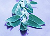 SALVIA - SAGE: EDIBLE  CULINARY  FRAGRANT  FRAGRANCE  ORGANIC  HARVESTED  GREEN  FOLIAGE  AROMATIC  HERBS  HERB  CLOSE UP  STILL LIFE  LEAVES