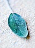 SALVIA - SAGE: EDIBLE  CULINARY  FRAGRANT  FRAGRANCE  ORGANIC  HARVESTED  GREEN  FOLIAGE  AROMATIC  HERBS  HERB  CLOSE UP  STILL LIFE  LEAF