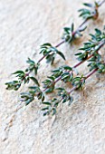 THYMUS VULGARIS - THYME: EDIBLE  CULINARY  FRAGRANT  FRAGRANCE  ORGANIC  HARVESTED  GREEN  FOLIAGE  AROMATIC  HERBS  HERB  CLOSE UP  STILL LIFE  LEAVES