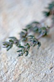 THYMUS VULGARIS - THYME: EDIBLE  CULINARY  FRAGRANT  FRAGRANCE  ORGANIC  HARVESTED  GREEN  FOLIAGE  AROMATIC  HERBS  HERB  CLOSE UP  STILL LIFE  LEAVES