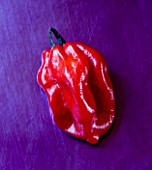 CAPSICUM - CHILLI SCOTCH BONNET . SPICE  SPICES  HOT  EDIBLE  PICKED  CHILLIES  RED