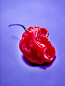 CAPSICUM - CHILLI SCOTCH BONNET . SPICE  SPICES  HOT  EDIBLE  PICKED  CHILLIES  RED