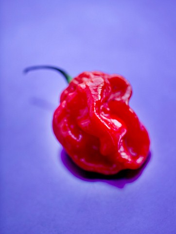CAPSICUM__CHILLI_SCOTCH_BONNET__SPICE__SPICES__HOT__EDIBLE__PICKED__CHILLIES__RED