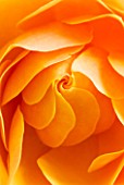 CLOSE UP OF CENTRE OF ORANGE ROSE (ROSA) FLOWER. ABSTRACT  PATTERN  NATURE