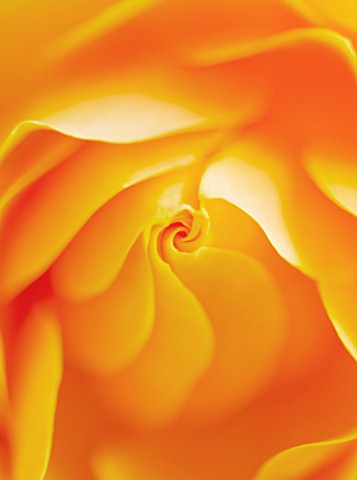 CLOSE_UP_OF_CENTRE_OF_ORANGE_ROSE_ROSA_FLOWER_ABSTRACT__PATTERN__NATURE