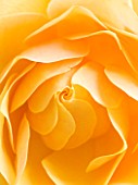 CLOSE UP OF CENTRE OF ORANGE ROSE (ROSA) FLOWER. ABSTRACT  PATTERN  NATURE