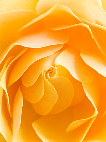 CLOSE_UP_OF_CENTRE_OF_ORANGE_ROSE_ROSA_FLOWER_ABSTRACT__PATTERN__NATURE