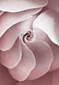BLACK AND WHITE DUOTONE IMAGE OF CLOSE UP OF CENTRE OF ROSE (ROSA) FLOWER. ABSTRACT  PATTERN  NATURE