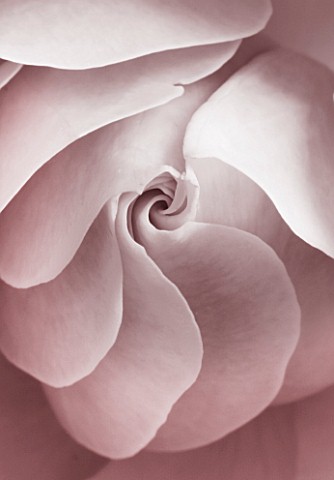 BLACK_AND_WHITE_DUOTONE_IMAGE_OF_CLOSE_UP_OF_CENTRE_OF_ROSE_ROSA_FLOWER_ABSTRACT__PATTERN__NATURE