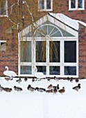 VIEW OF THE BACK OF THE HOUSE IN SNOW WITH TWO SWANS  AND MALLARD DUCKS. SARAH EASTEL LOCATIONS/ DI ABLEWHITE