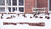 VIEW OF THE BACK OF THE HOUSE IN SNOW WITH TWO SWANS  AND MALLARD DUCKS. SARAH EASTEL LOCATIONS/ DI ABLEWHITE