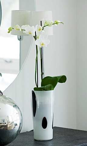 CHRISTMAS__WHITE_ORCHID_IN_BLACK_AND_WHITE_GLASS_CONTAINER_IN_LIVING_ROOM_SARAH_EASTEL_LOCATIONS_DI_