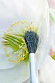 HARVINGTON HELLEBORES: HELLEBORE POLLINATION - EXTRACTING POLLEN WITH A PAINT BRUSH