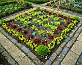 DRUMHEAD CABBAGES AND RED LOLLO ROSSO LETTUCES IN THE FORMAL POTAGER AT BARNSLEY HOUSE GARDEN  GLOUCESTERSHIRE