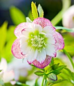 HARVINGTON HELLEBORES: CLOSE UP OF THE  FLOWER OF HELLEBORUS X HYBRIDUS HARVINGTON WHITE PINK PICOTEE