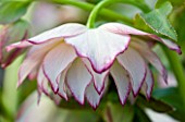 HARVINGTON HELLEBORES: CLOSE UP OF THE  FLOWER OF HELLEBORUS X HYBRIDUS HARVINGTON WHITE PINK PICOTEE
