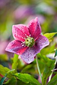 HARVINGTON HELLEBORES: CLOSE UP OF THE PINK FLOWER OF HELLEBORUS X HYBRIDUS HARVINGTON PINK SPOTTED